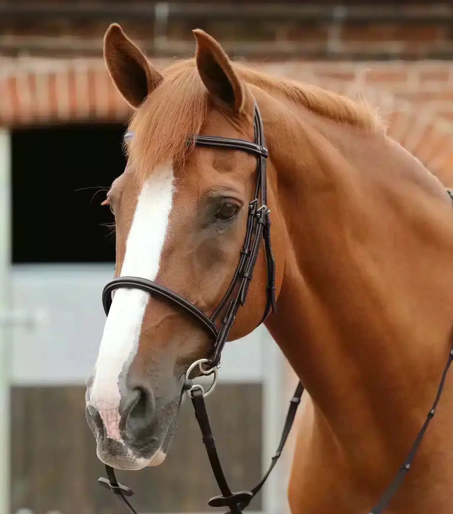 Premier Equine Mossimo Cavesson Bridle by Premier Equine at  Try a Bit