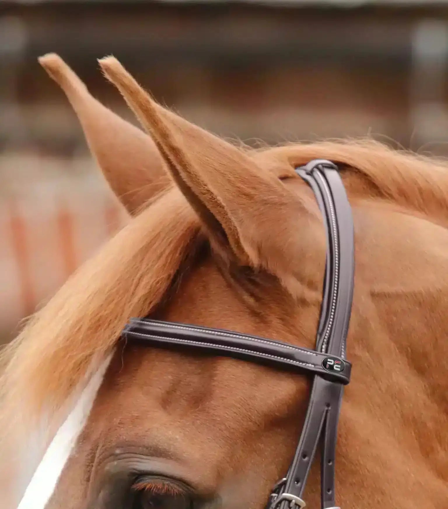 Premier Equine Mossimo Cavesson Bridle by Premier Equine at  Try a Bit