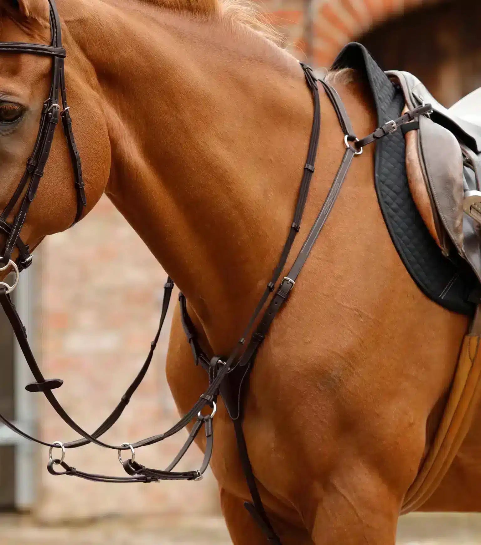 Premier Equine Norbello Hunter Breastplate by Premier Equine at  Try a Bit