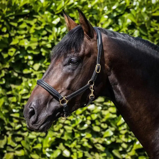 Premier Equine Rego Padded Leather Head Collar by Premier Equine at  Try a Bit