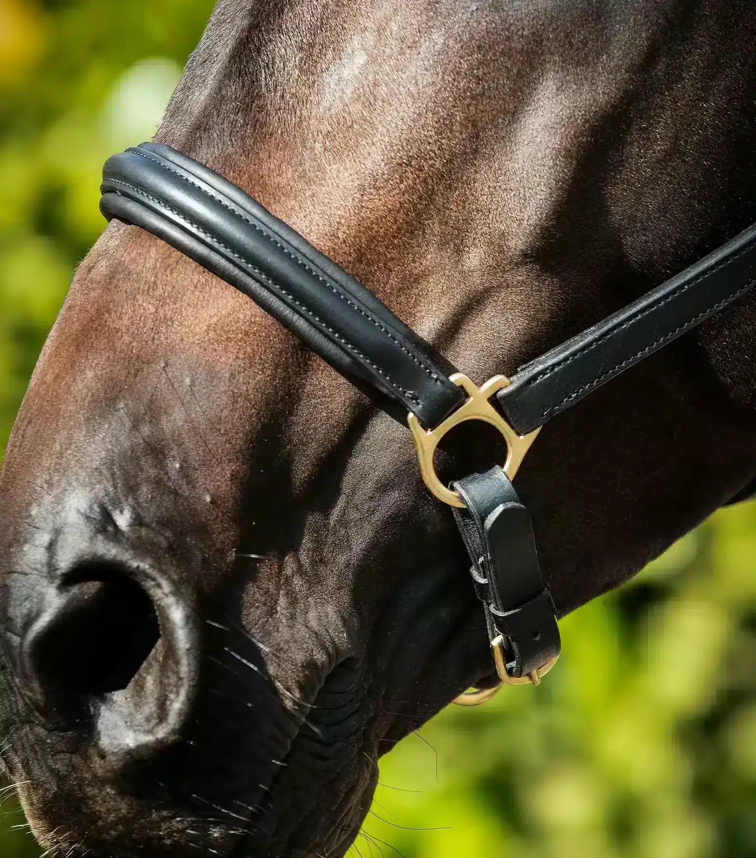 Premier Equine Rego Padded Leather Head Collar by Premier Equine at  Try a Bit
