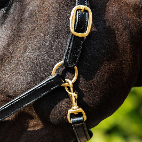 Premier Equine Rego Padded Leather Head Collar by Premier Equine at  Try a Bit
