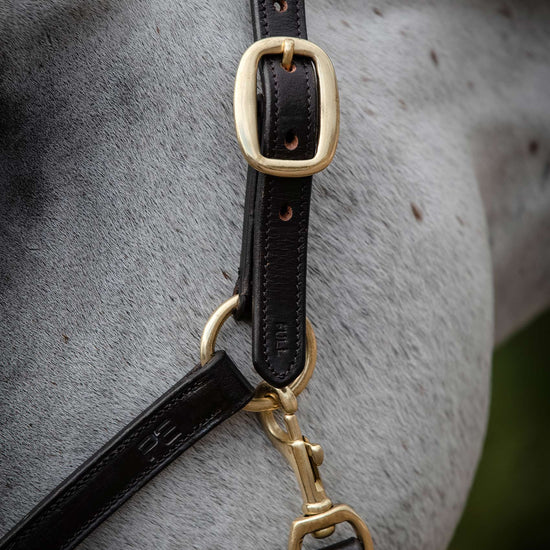 Premier Equine Rego Padded Leather Head Collar by Premier Equine at  Try a Bit