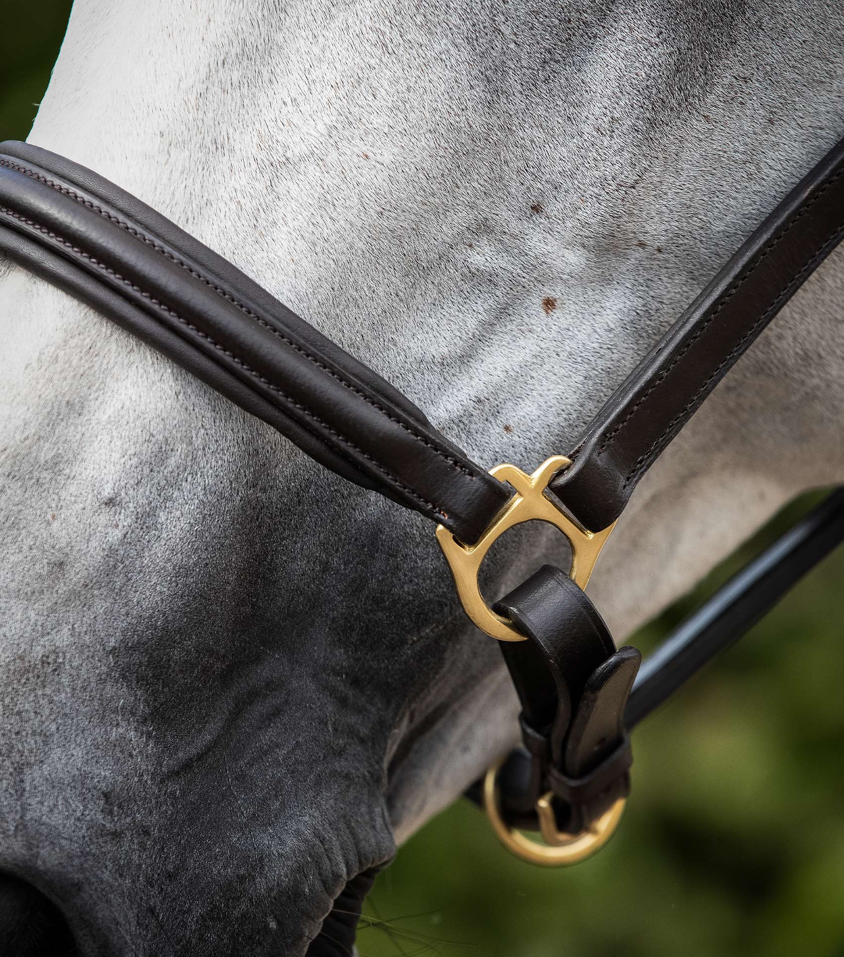 Premier Equine Rego Padded Leather Head Collar by Premier Equine at  Try a Bit