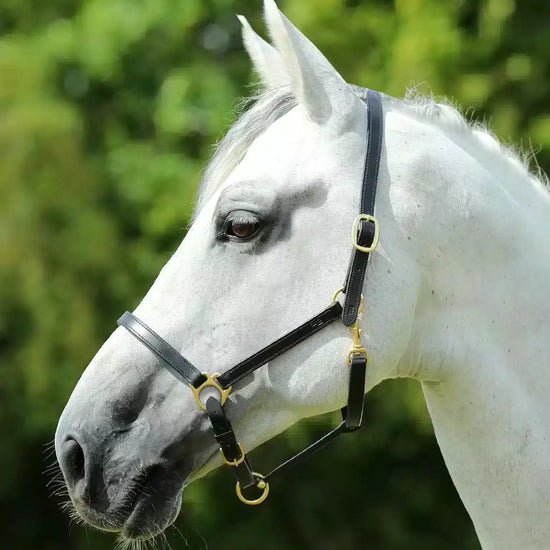 Premier Equine Pasco Plain Leather Head Collar by Premier Equine at  Try a Bit