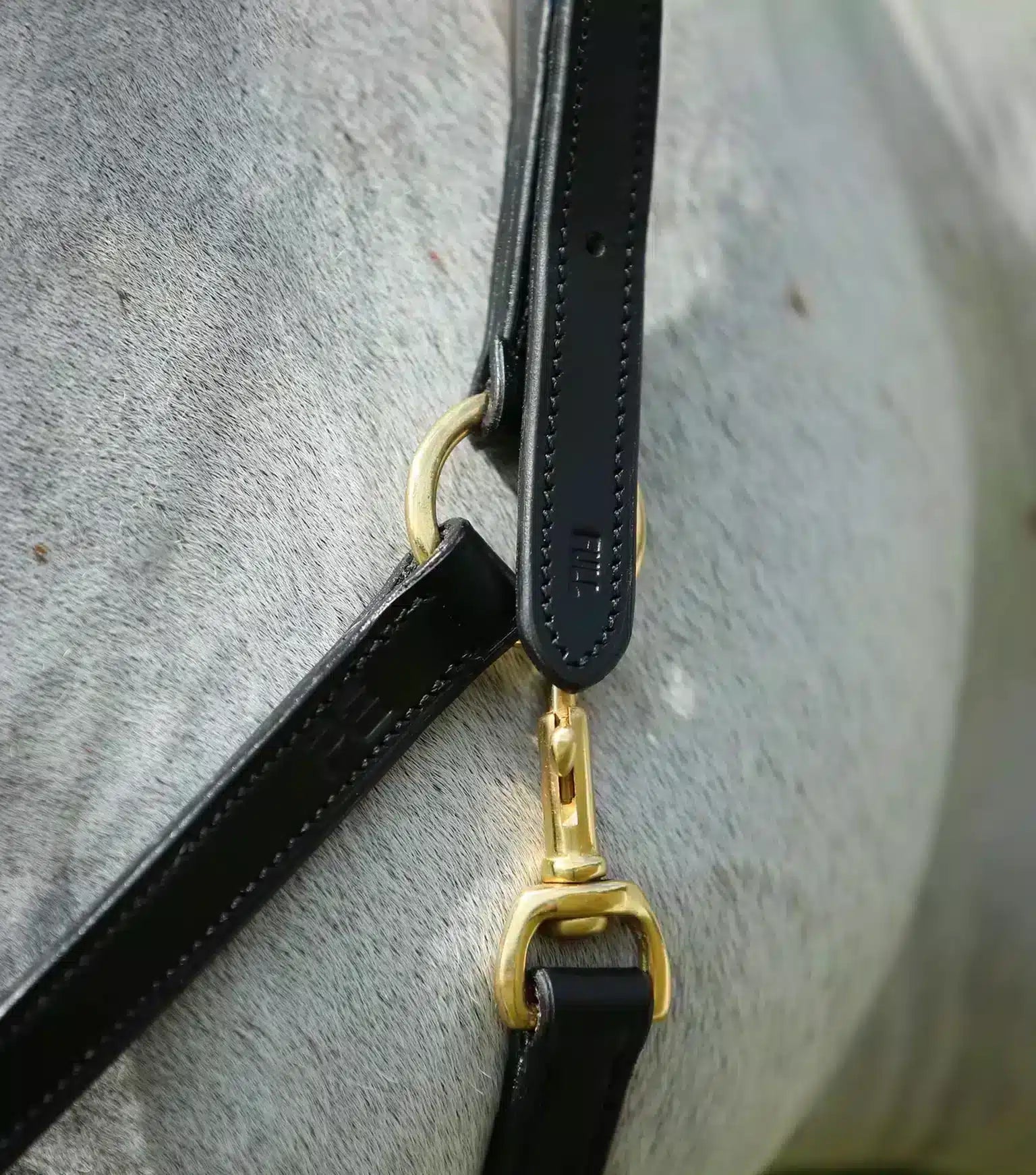Premier Equine Pasco Plain Leather Head Collar by Premier Equine at  Try a Bit