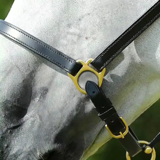 Premier Equine Pasco Plain Leather Head Collar by Premier Equine at  Try a Bit