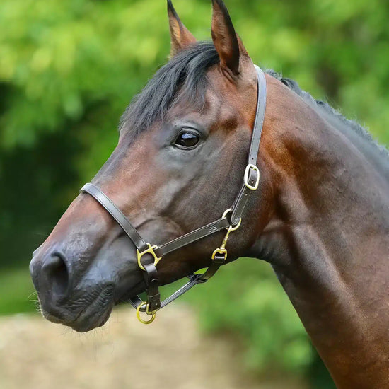 Premier Equine Pasco Plain Leather Head Collar by Premier Equine at  Try a Bit