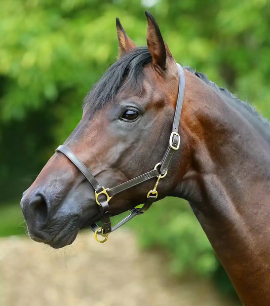 Premier Equine Pasco Plain Leather Head Collar by Premier Equine at  Try a Bit