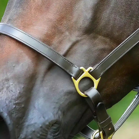 Premier Equine Pasco Plain Leather Head Collar by Premier Equine at  Try a Bit