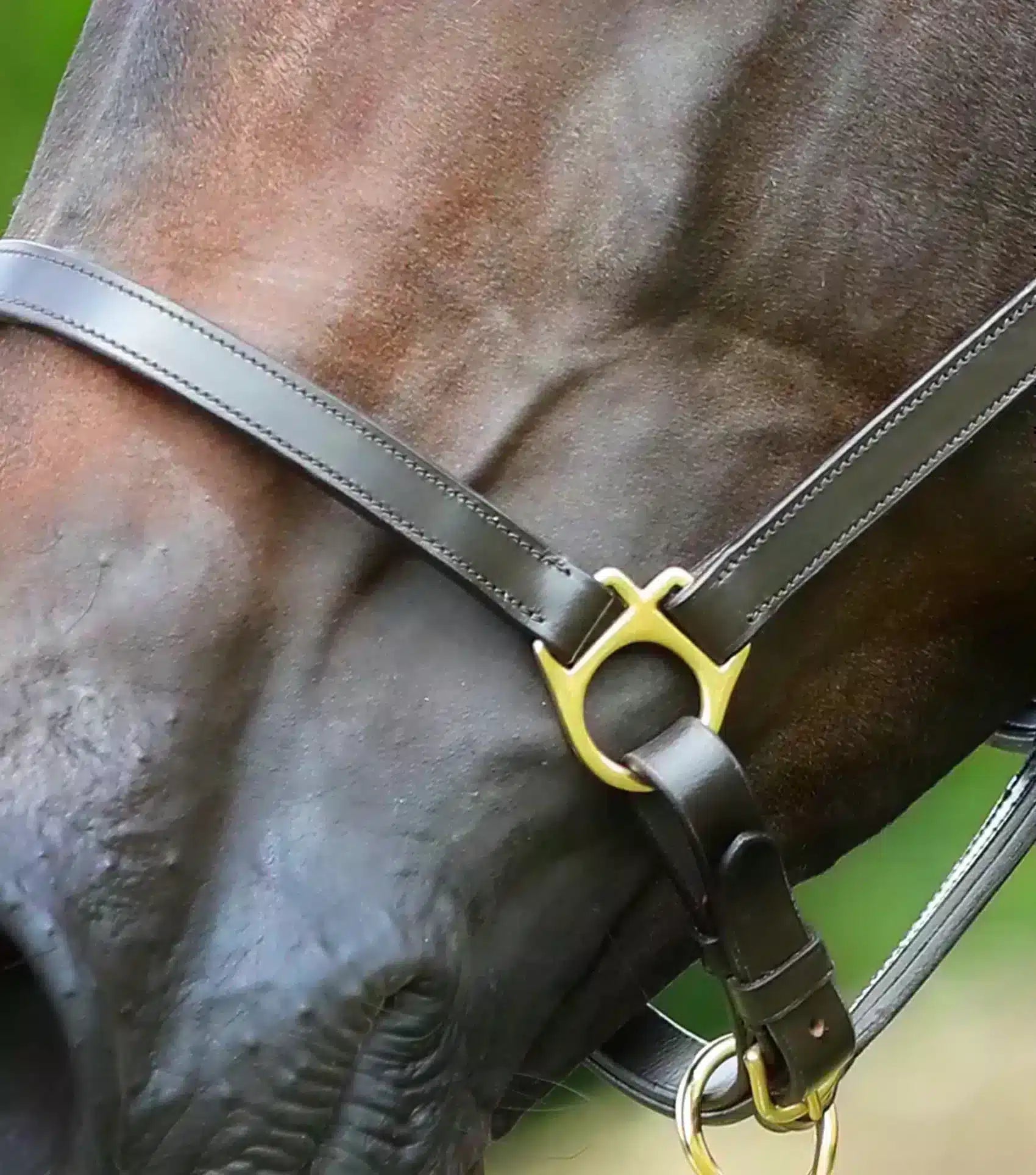 Premier Equine Pasco Plain Leather Head Collar by Premier Equine at  Try a Bit