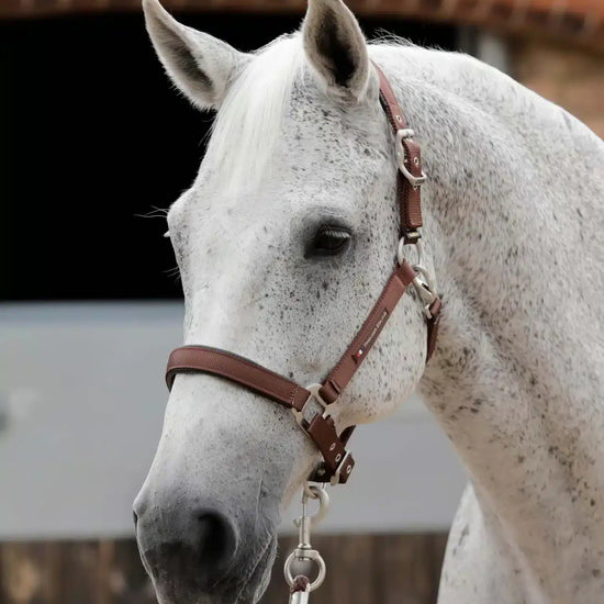 Premier Equine Plain Padded Horse Head Collar by Premier Equine at  Try a Bit