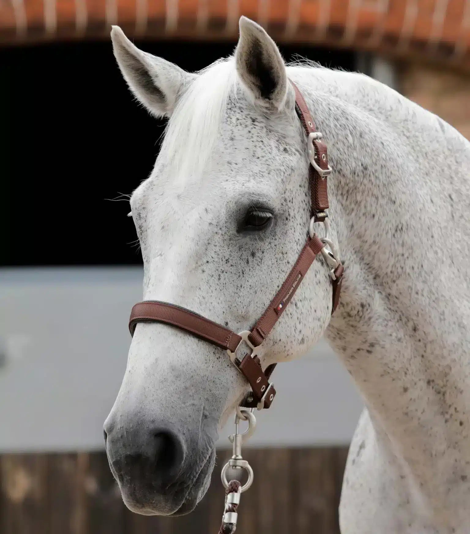 Premier Equine Plain Padded Horse Head Collar by Premier Equine at  Try a Bit