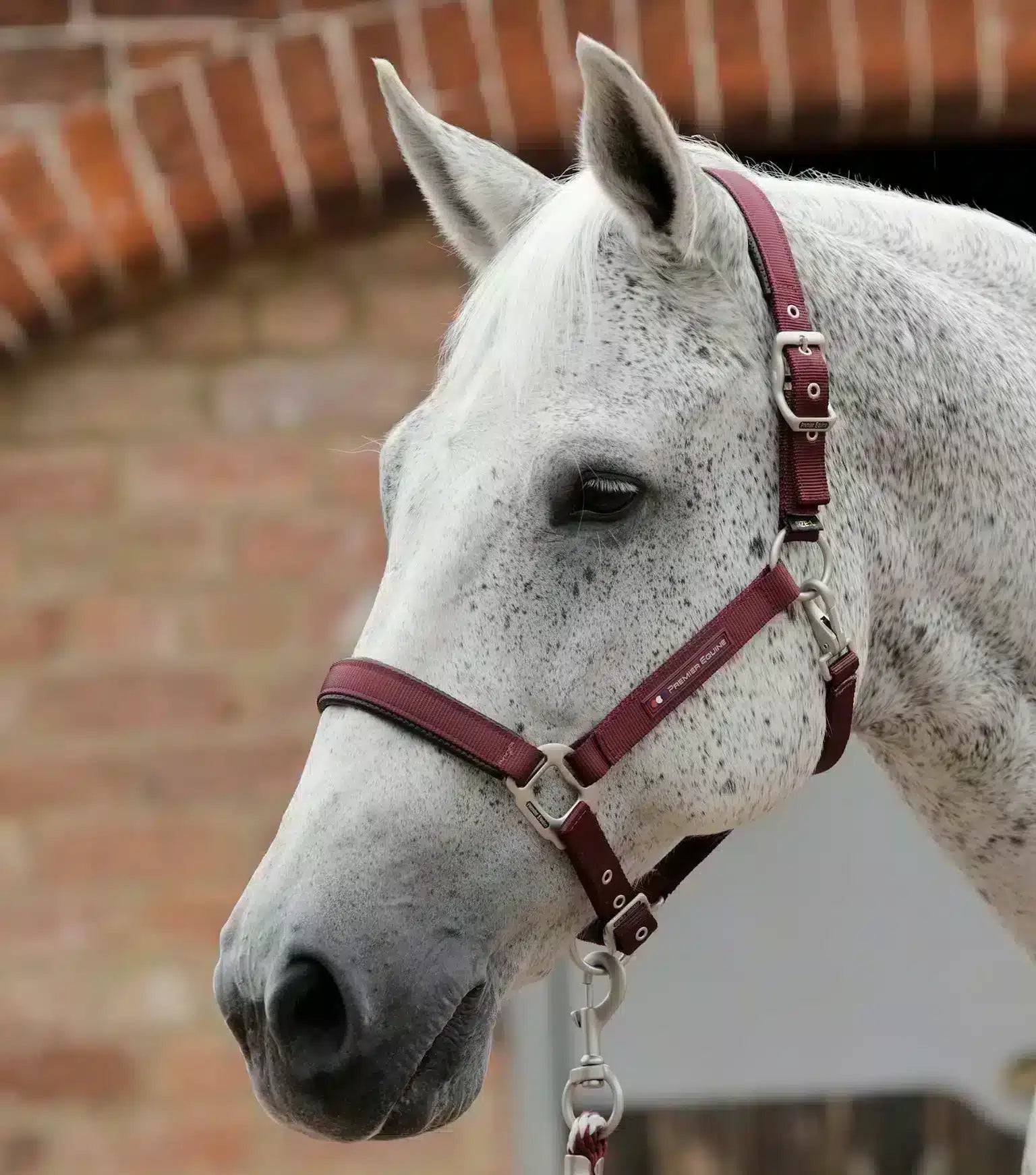 Premier Equine Plain Padded Horse Head Collar by Premier Equine at  Try a Bit