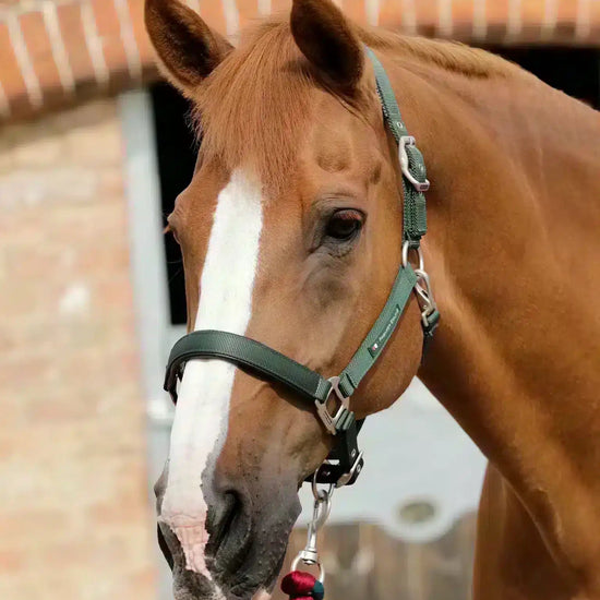 Premier Equine Plain Padded Horse Head Collar by Premier Equine at  Try a Bit