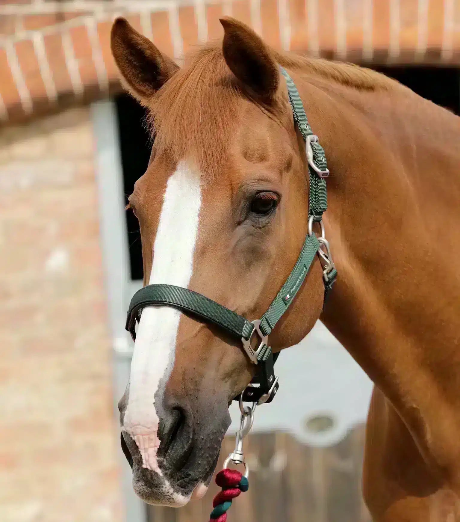 Premier Equine Plain Padded Horse Head Collar by Premier Equine at  Try a Bit
