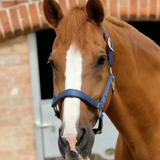 Premier Equine Plain Padded Horse Head Collar by Premier Equine at  Try a Bit