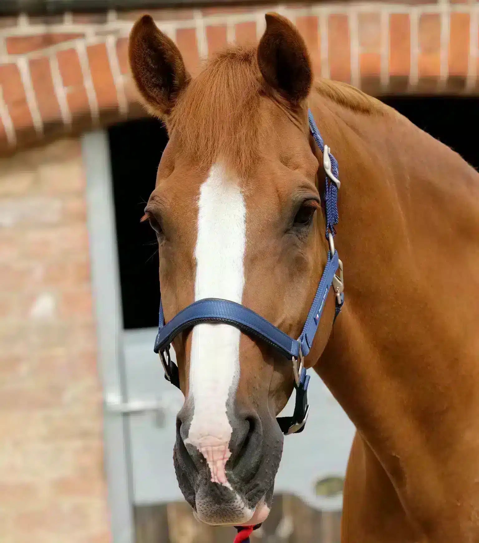 Premier Equine Plain Padded Horse Head Collar by Premier Equine at  Try a Bit