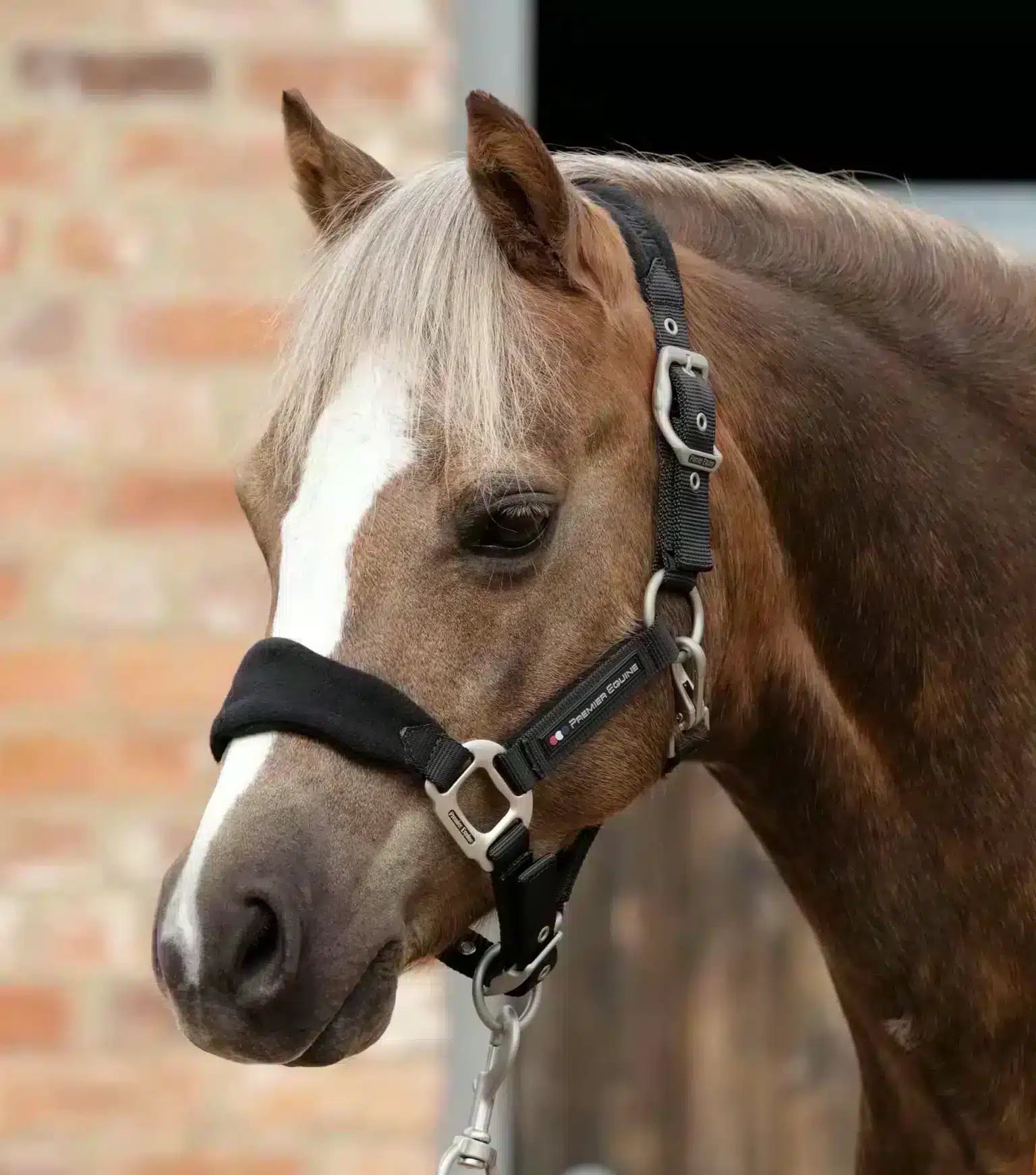 Premier Equine Fleece Padded Pony Head Collar by Premier Equine at  Try a Bit