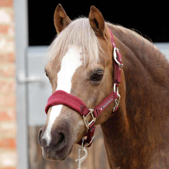 Premier Equine Fleece Padded Pony Head Collar by Premier Equine at  Try a Bit