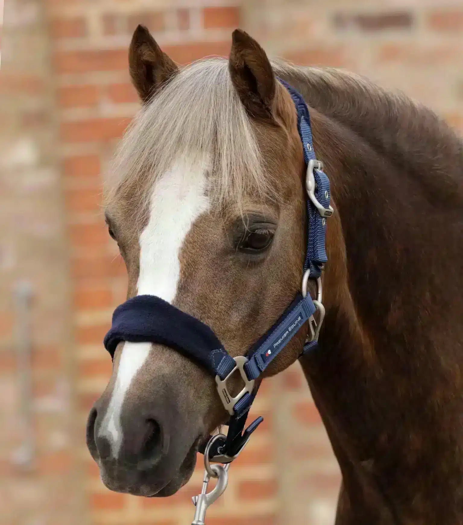 Premier Equine Fleece Padded Pony Head Collar by Premier Equine at  Try a Bit