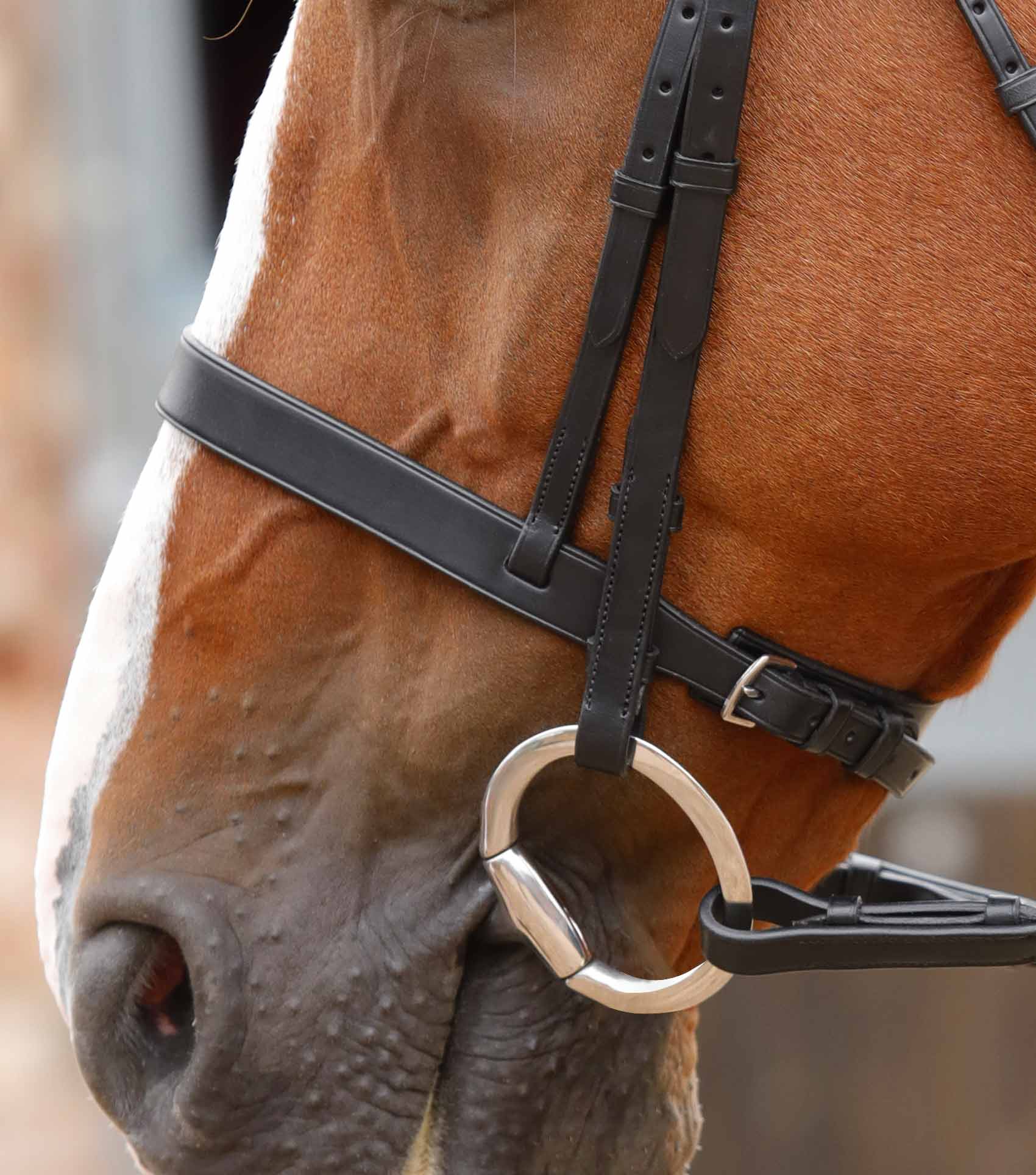 Premier Equine Primo Hunter Bridle by Premier Equine at  Try a Bit
