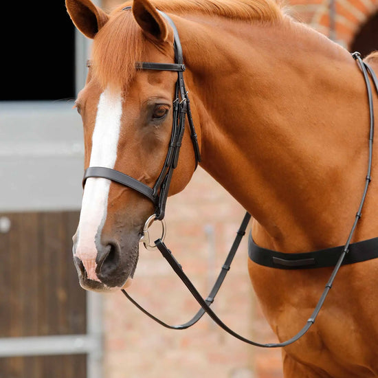 Premier Equine Primo Hunter Browband by Premier Equine at  Try a Bit