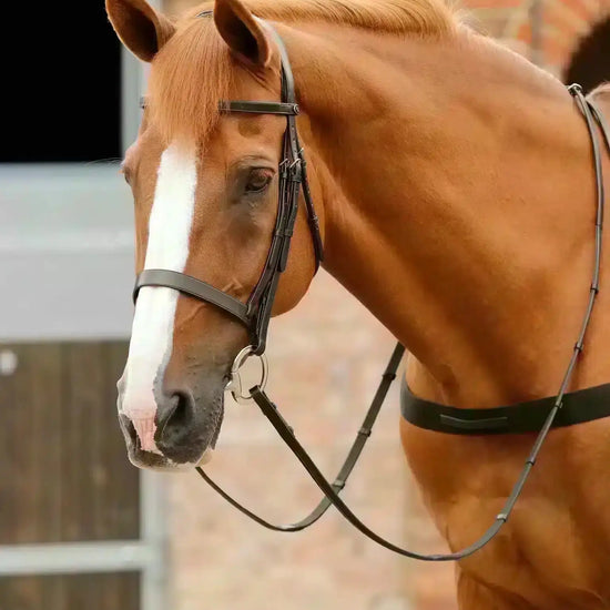 Premier Equine Primo Hunter Bridle by Premier Equine at  Try a Bit