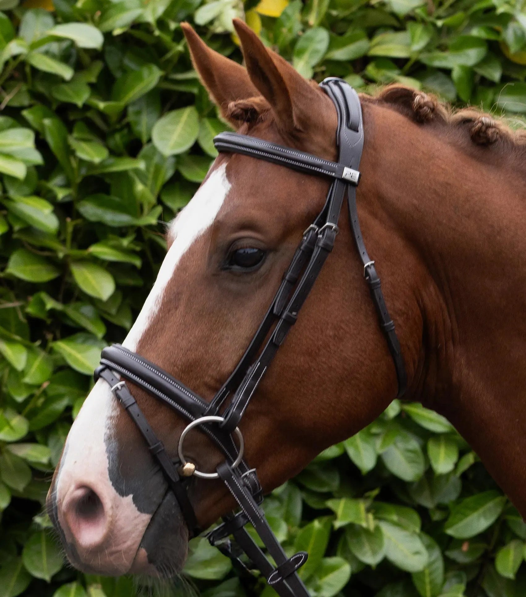 Pro Elevator Bridle Dark Havana by Premier Equine Int. Ltd. at  Try A Bit
