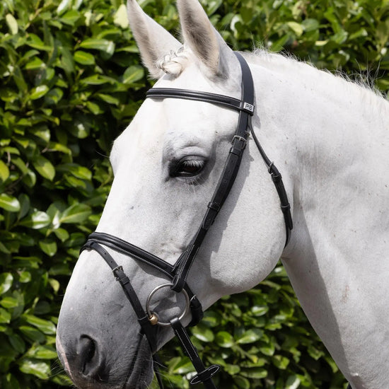 Raised Jumping Bridle with Flash Noseband Black by Premier Equine Int. Ltd. at  Try A Bit