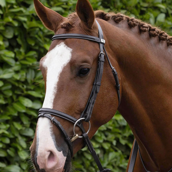 Raised Jumping Bridle with Flash Noseband Dark Havana by Premier Equine Int. Ltd. at  Try A Bit