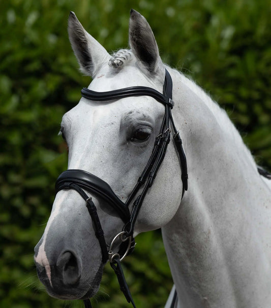 Premier Equine Liscio Plain Shaped Leather Browband by Premier Equine at  Try a Bit