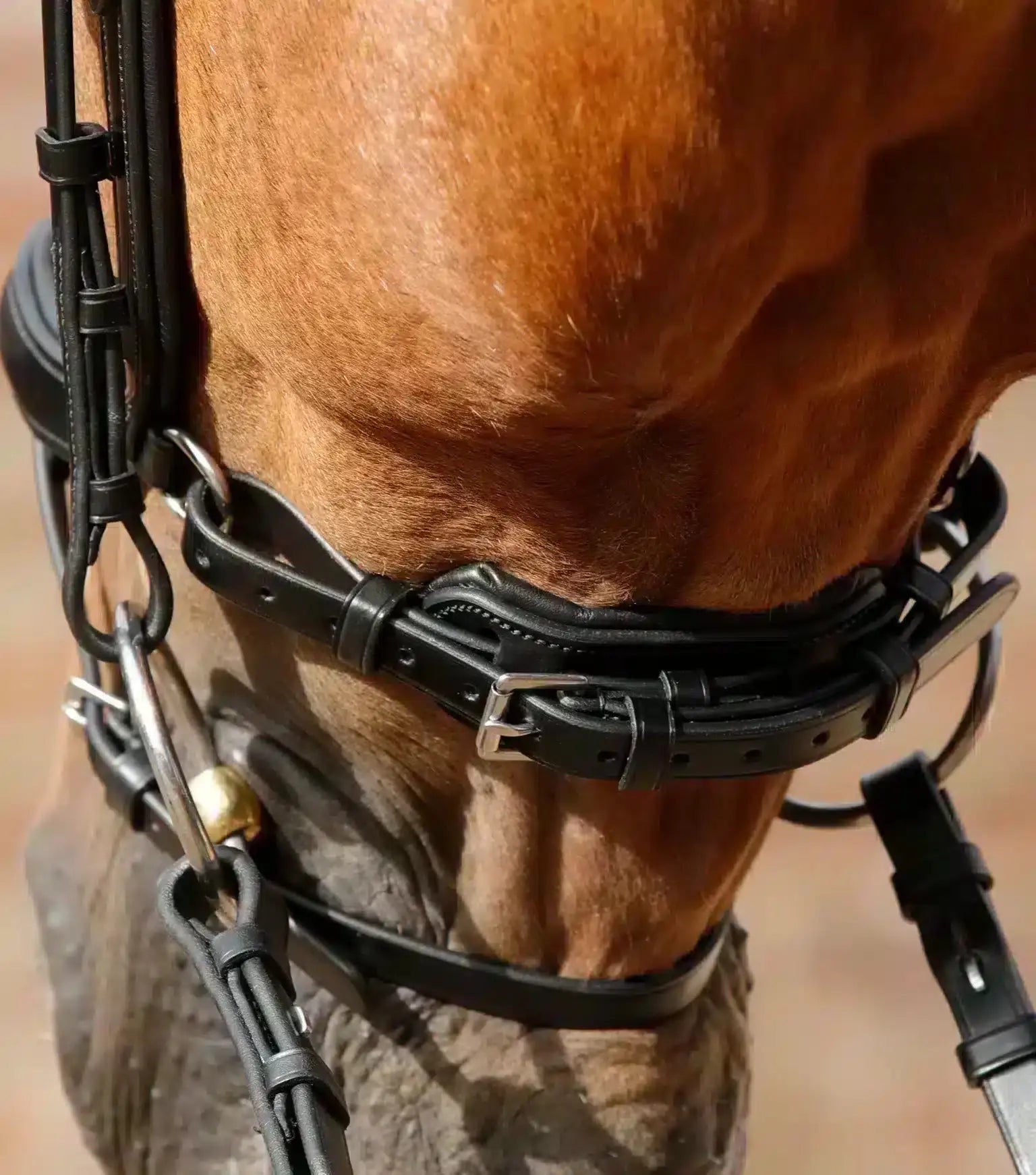 Premier Equine Savuto Anatomic Bridle with Crank Noseband & Flash by Premier Equine at  Try a Bit