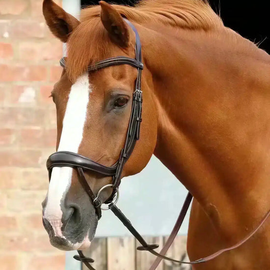 Premier Equine Savuto Anatomic Bridle with Crank Noseband & Flash by Premier Equine at  Try a Bit