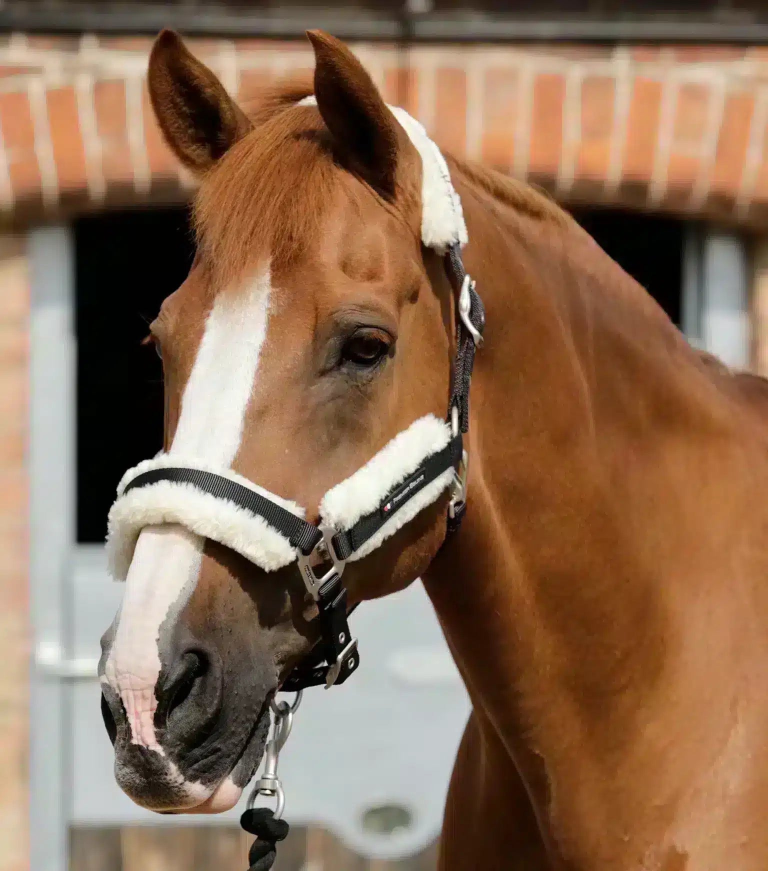 Premier Equine Techno Wool Lined Head Collar by Premier Equine at  Try a Bit