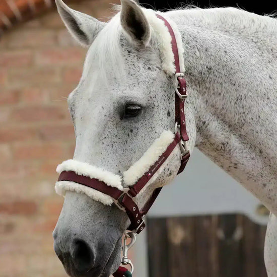 Premier Equine Techno Wool Lined Head Collar by Premier Equine at  Try a Bit