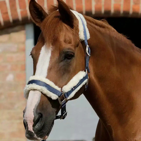 Premier Equine Techno Wool Lined Head Collar by Premier Equine at  Try a Bit