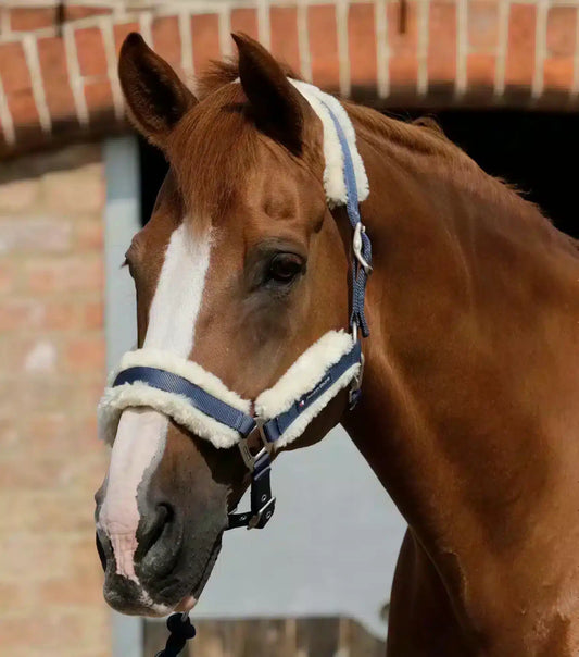 Premier Equine Techno Wool Lined Head Collar by Premier Equine at  Try a Bit