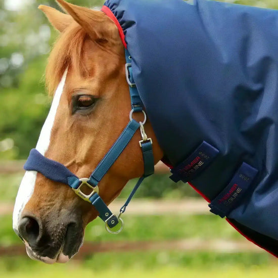 Premier Equine Titan 450g Turnout Rug with Snug-Fit Neck Cover by Premier Equine at  Try a Bit