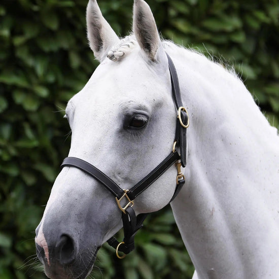 Traditional Leather Headcollar Black by Premier Equine Int. Ltd. at  Try A Bit