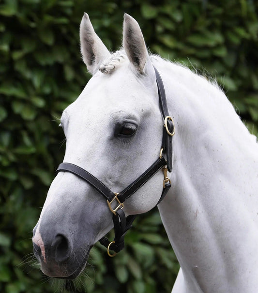Traditional Leather Headcollar Black by Premier Equine Int. Ltd. at  Try A Bit
