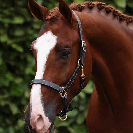 PTraditional Leather Headcollar Black by Premier Equine Int. Ltd. at  Try A Bit