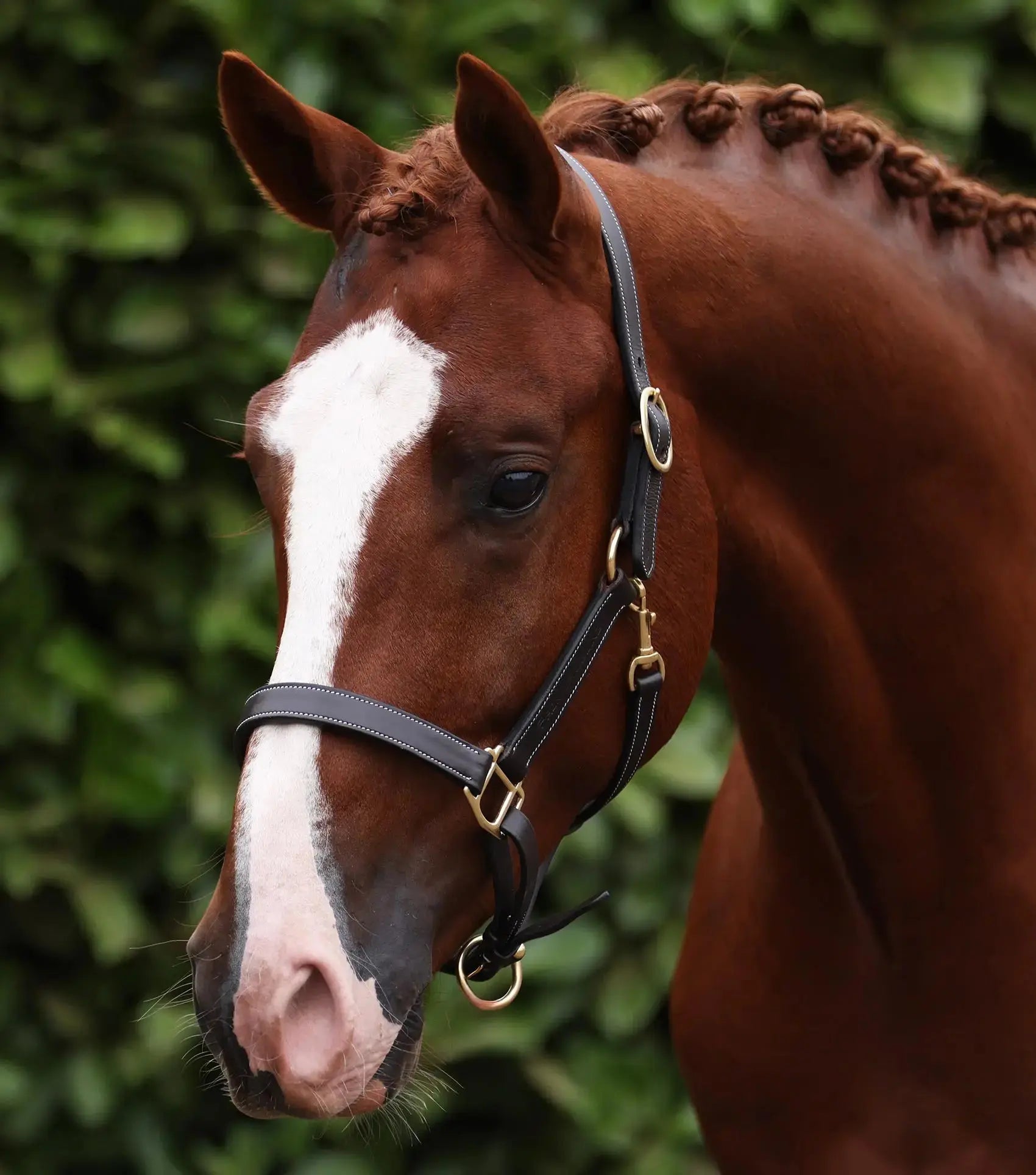 PTraditional Leather Headcollar Black by Premier Equine Int. Ltd. at  Try A Bit