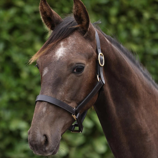 Yearling Headcollar 1" Dark Havana by Premier Equine Int. Ltd. at  Try A Bit