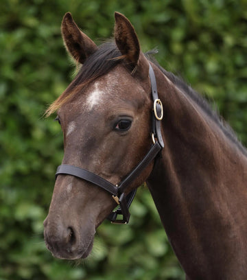 Yearling Headcollar 1" Dark Havana by Premier Equine Int. Ltd. at  Try A Bit