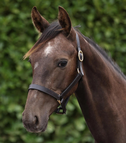 Yearling Headcollar 1" Dark Havana by Premier Equine Int. Ltd. at  Try A Bit
