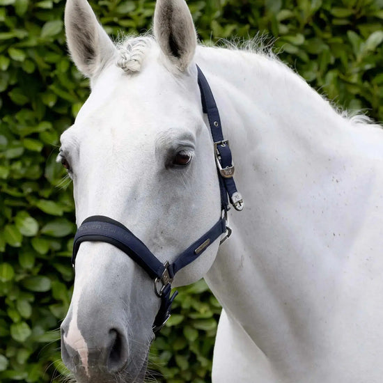 Duco Padded Head Collar with Lead Rope by Premier Equine Int. at  Try A Bit