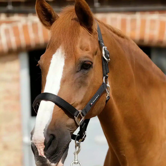 Premier Equine Plain Padded Horse Head Collar by Premier Equine at  Try a Bit