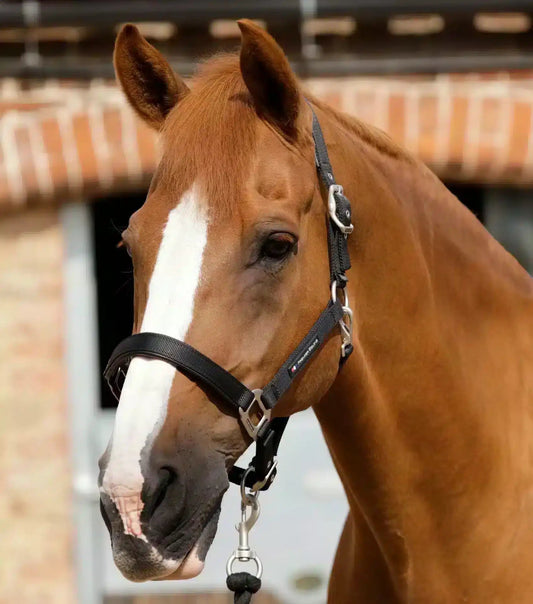 Premier Equine Plain Padded Horse Head Collar by Premier Equine at  Try a Bit